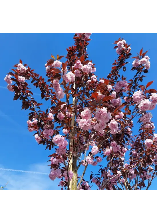 Rotblättrige Nelkenkirsche Spalier | Prunus serrulata 'Royal Burgundy'