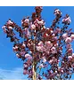 Rotblättrige Nelkenkirsche Spalier | Prunus serrulata 'Royal Burgundy' Rotblättrige Nelkenkirsche Spalier | Prunus serrulata 'Royal Burgundy'