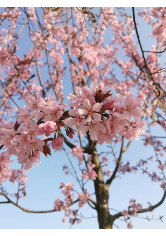 Rotblättrige Nelkenkirsche Spalier | Prunus serrulata 'Royal Burgundy'