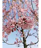 Rotblättrige Nelkenkirsche Spalier | Prunus serrulata 'Royal Burgundy' Rotblättrige Nelkenkirsche Spalier | Prunus serrulata 'Royal Burgundy'
