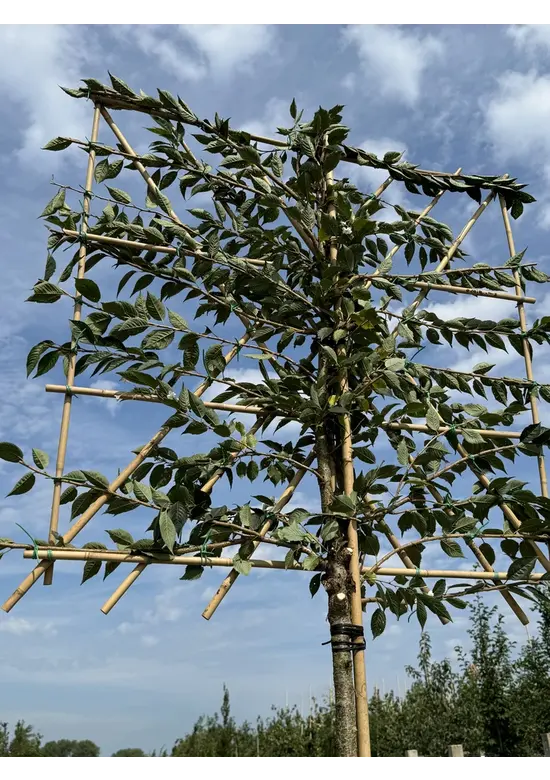 Rosa Winterkirsche Spalier | Prunus subh. 'Autumnalis Rosea'