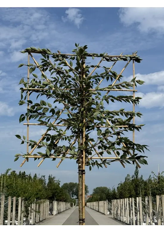 Rosa Winterkirsche Spalier | Prunus subh. 'Autumnalis Rosea'