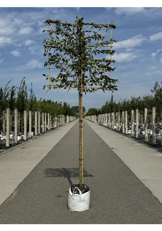 Rosa Winterkirsche Spalier | Prunus subh. 'Autumnalis Rosea'