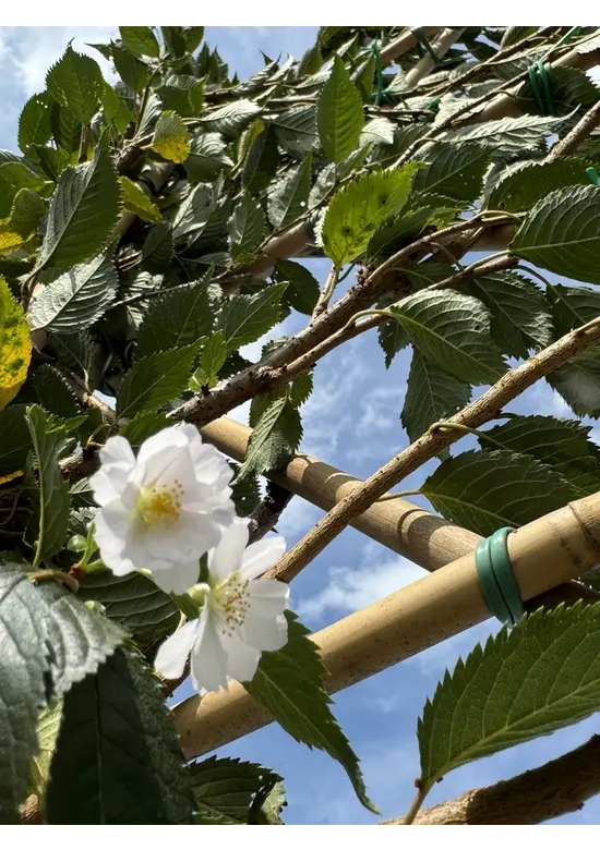 Rosa Winterkirsche Spalier | Prunus subh. 'Autumnalis Rosea'