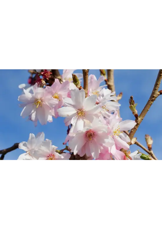 Rosa Winterkirsche Spalier | Prunus subh. 'Autumnalis Rosea'
