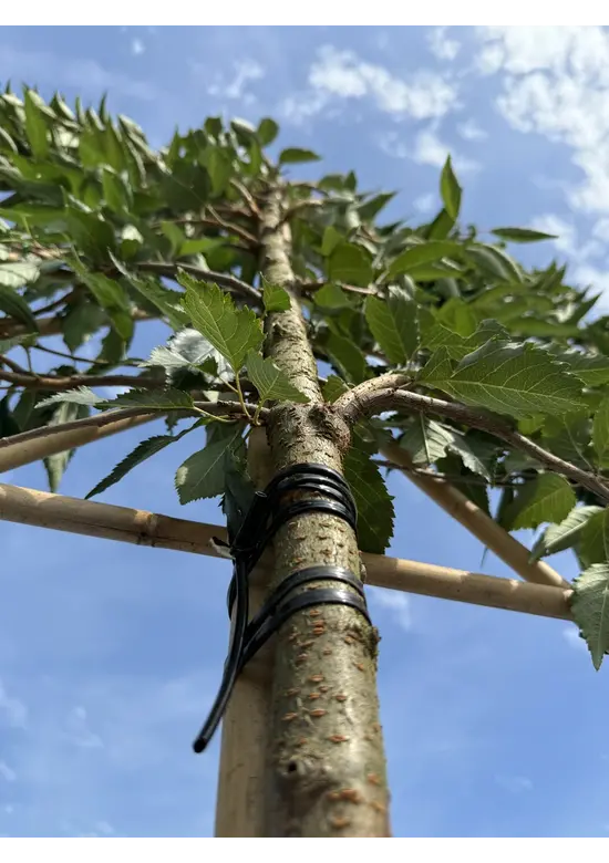 Winterkirsche 'Autumnalis' Spalier | Prunus subh. 'Autumnalis'