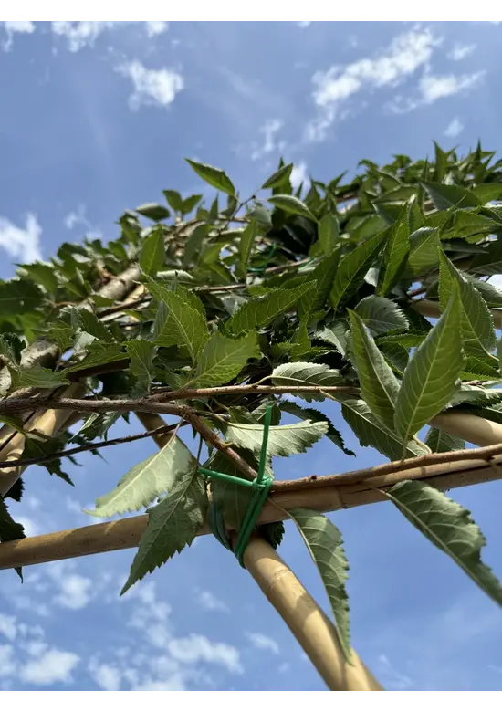 Winterkirsche 'Autumnalis' Spalier | Prunus subh. 'Autumnalis'