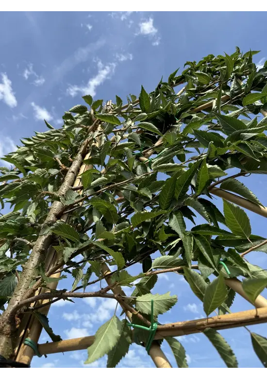Winterkirsche 'Autumnalis' Spalier | Prunus subh. 'Autumnalis'