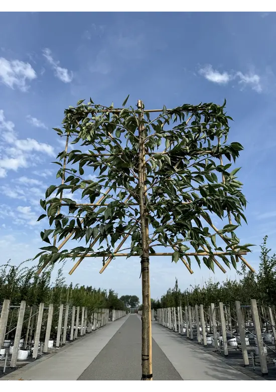 Winterkirsche 'Autumnalis' Spalier | Prunus subh. 'Autumnalis'