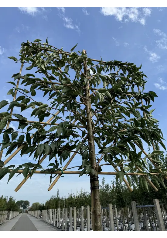 Winterkirsche 'Autumnalis' Spalier | Prunus subh. 'Autumnalis'