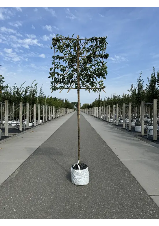 Winterkirsche 'Autumnalis' Spalier | Prunus subh. 'Autumnalis'