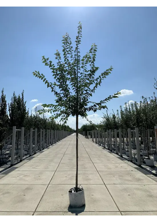 Winterkirsche - Schneekirsche 'Autumnalis' | Prunus subhirtella 'Autumnalis'