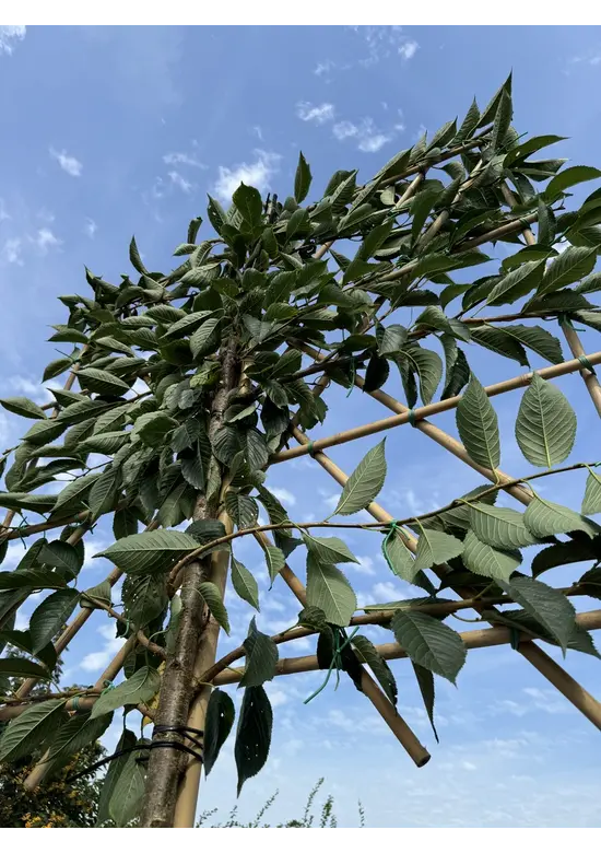 Yoshino Kirsche Spalier | Prunus 'Yedoensis'