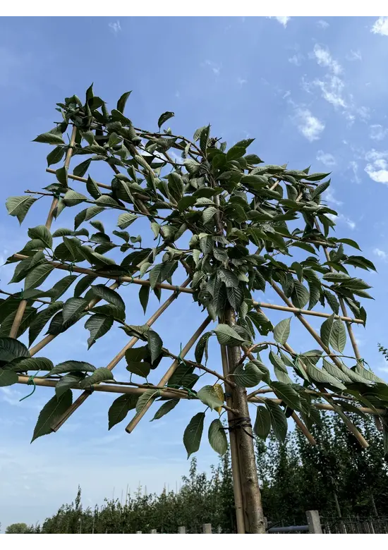 Yoshino Kirsche Spalier | Prunus 'Yedoensis'