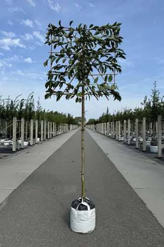 Yoshino Kirsche Spalier | Prunus 'Yedoensis' Yoshino Kirsche Spalier | Prunus 'Yedoensis'