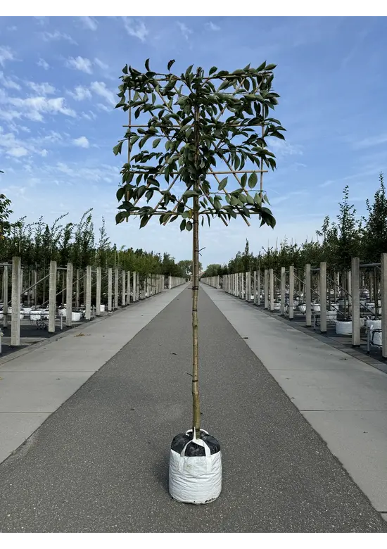 Yoshino Kirsche Spalier | Prunus 'Yedoensis'