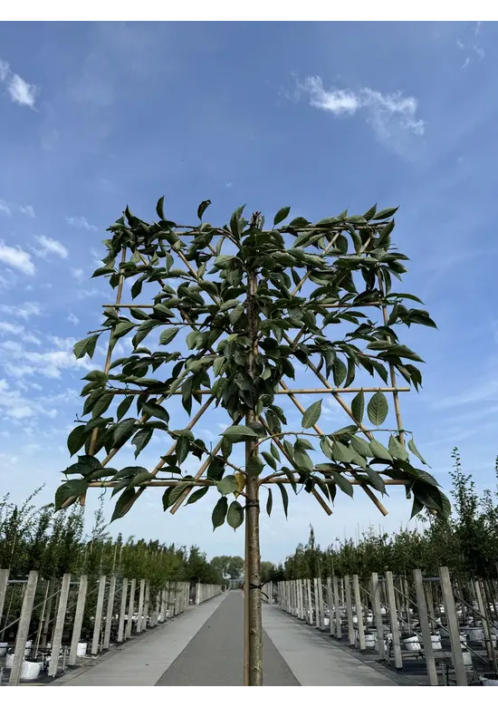 Yoshino Kirsche Spalier | Prunus 'Yedoensis'