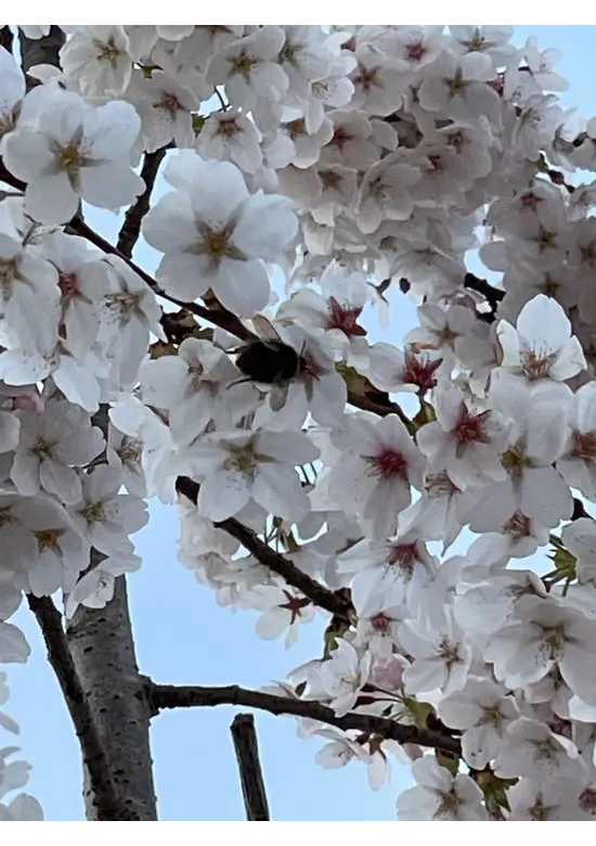 Yoshino Kirsche Spalier | Prunus 'Yedoensis'