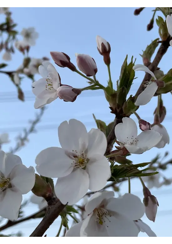 Yoshino Kirsche Spalier | Prunus 'Yedoensis'
