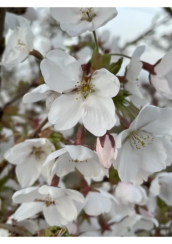 Yoshino Kirsche Spalier | Prunus 'Yedoensis'
