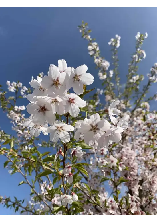 Yoshino Kirsche Spalier | Prunus 'Yedoensis'