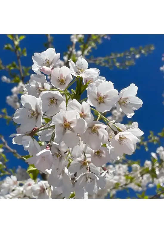 Yoshino Kirsche Spalier | Prunus 'Yedoensis'