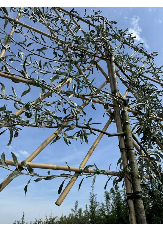 Weidenblättrige Birne Spalier | Pyrus salicifolia 'Pendula'