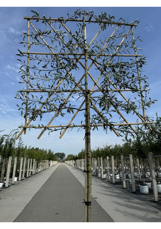 Weidenblättrige Birne Spalier | Pyrus salicifolia 'Pendula'