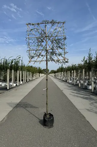 Weidenblättrige Birne Spalier | Pyrus salicifolia 'Pendula'