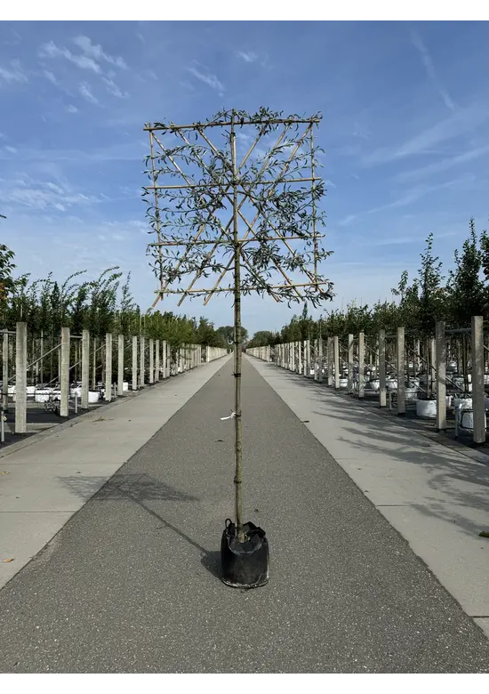 Weidenblättrige Birne Spalier | Pyrus salicifolia 'Pendula'