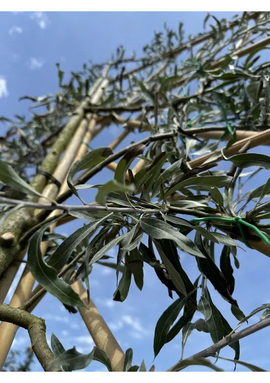 Weidenblättrige Birne Spalier | Pyrus salicifolia 'Pendula'