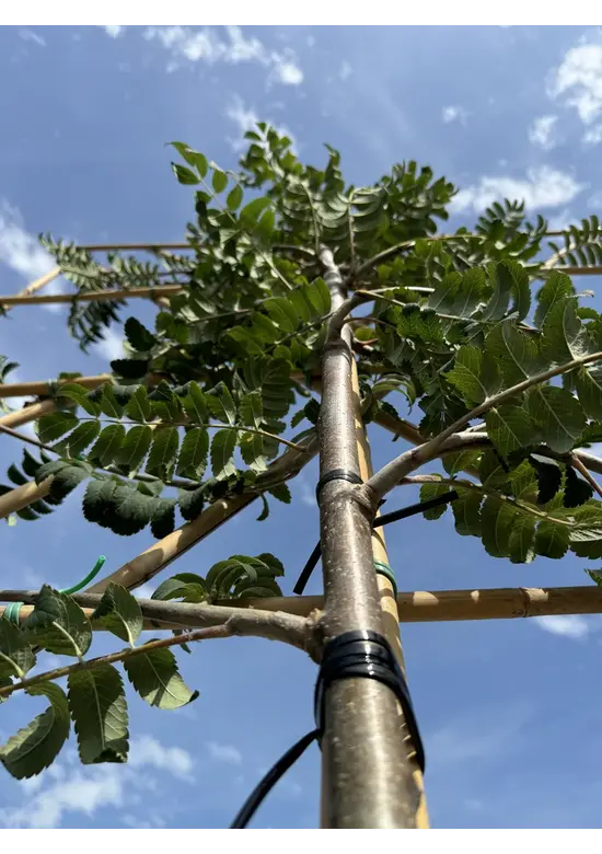 Eberesche Spalier | Sorbus aucuparia