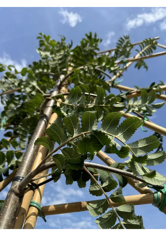 Eberesche Spalier | Sorbus aucuparia
