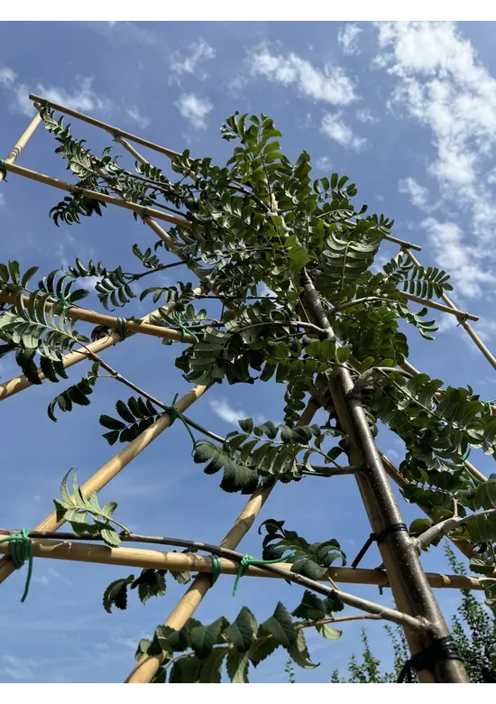 Eberesche Spalier | Sorbus aucuparia Eberesche Spalier | Sorbus aucuparia