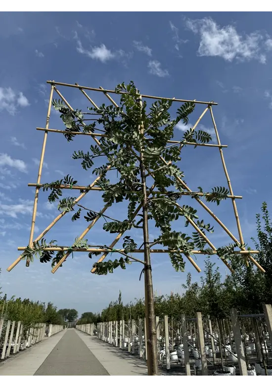 Eberesche Spalier | Sorbus aucuparia