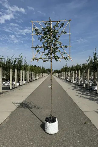 Eberesche Spalier | Sorbus aucuparia