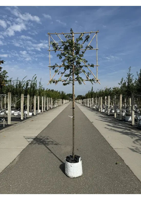 Eberesche Spalier | Sorbus aucuparia Eberesche Spalier | Sorbus aucuparia