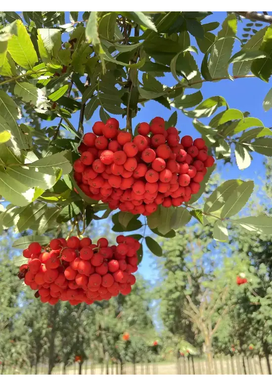 Eberesche Spalier | Sorbus aucuparia Eberesche Spalier | Sorbus aucuparia