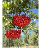 Eberesche Spalier | Sorbus aucuparia Eberesche Spalier | Sorbus aucuparia