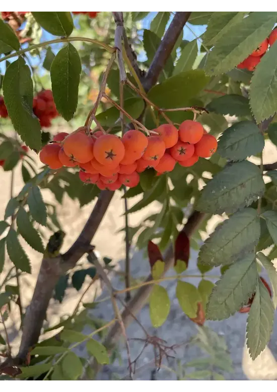 Eberesche Spalier | Sorbus aucuparia Eberesche Spalier | Sorbus aucuparia