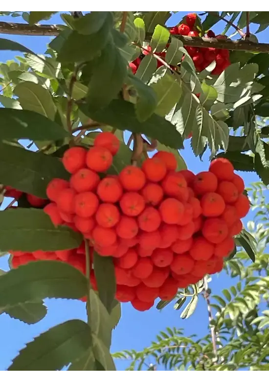 Eberesche Spalier | Sorbus aucuparia Eberesche Spalier | Sorbus aucuparia