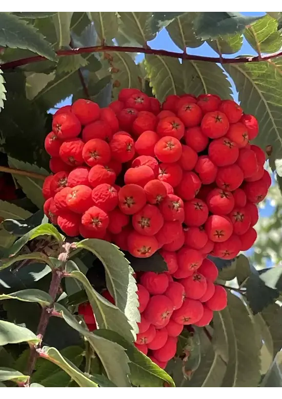 Eberesche Spalier | Sorbus aucuparia Eberesche Spalier | Sorbus aucuparia