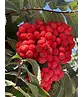 Eberesche Spalier | Sorbus aucuparia Eberesche Spalier | Sorbus aucuparia