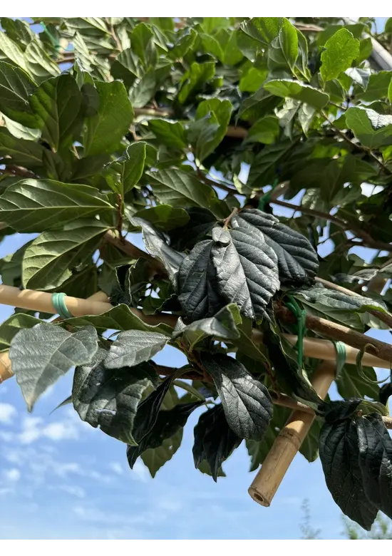 Sycoparrotia Spalier | Sycoparrotia semidecidua