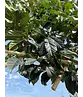 Sycoparrotia Spalier | Sycoparrotia semidecidua Sycoparrotia Spalier | Sycoparrotia semidecidua