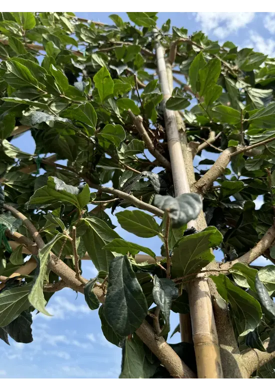 Sycoparrotia Spalier | Sycoparrotia semidecidua Sycoparrotia Spalier | Sycoparrotia semidecidua