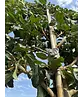 Sycoparrotia Spalier | Sycoparrotia semidecidua Sycoparrotia Spalier | Sycoparrotia semidecidua
