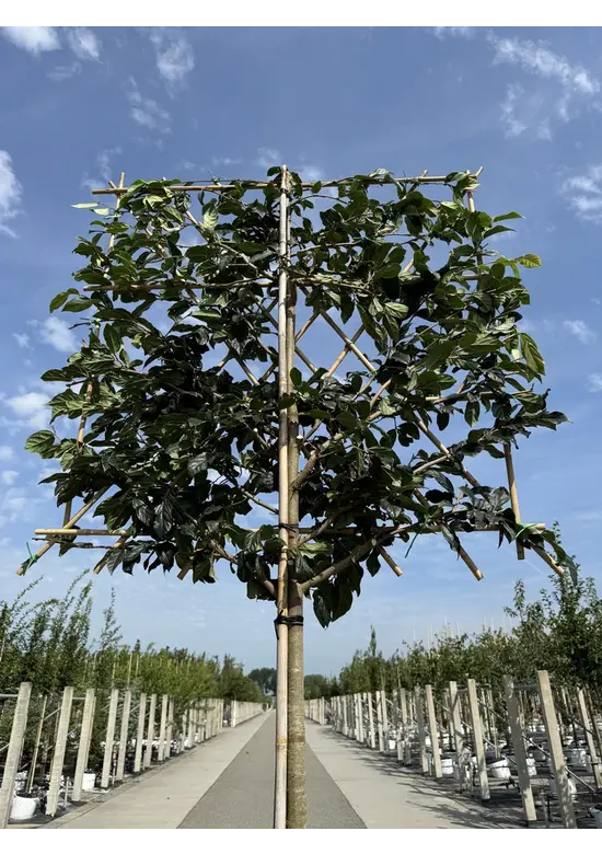 Sycoparrotia Spalier | Sycoparrotia semidecidua Sycoparrotia Spalier | Sycoparrotia semidecidua