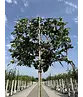 Sycoparrotia Spalier | Sycoparrotia semidecidua Sycoparrotia Spalier | Sycoparrotia semidecidua