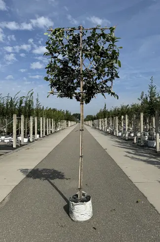 Sycoparrotia Spalier | Sycoparrotia semidecidua